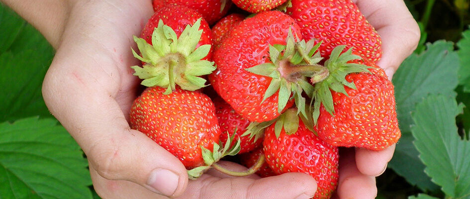 草莓種植