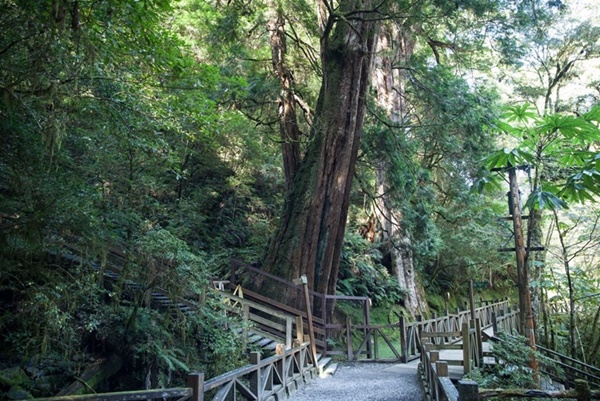 拉拉山神木步道