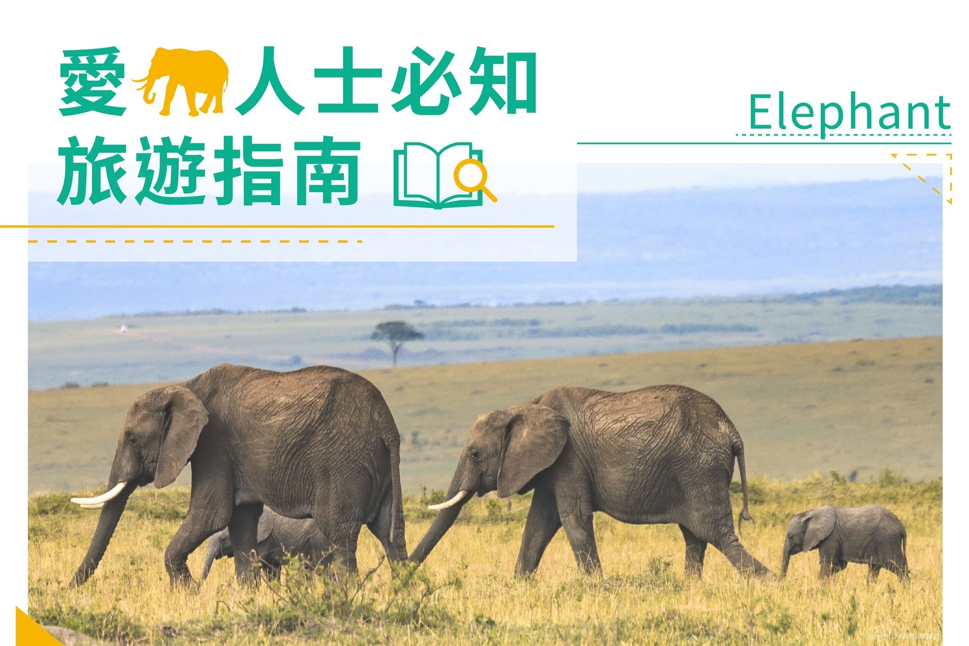 大象動物保育旅遊指南