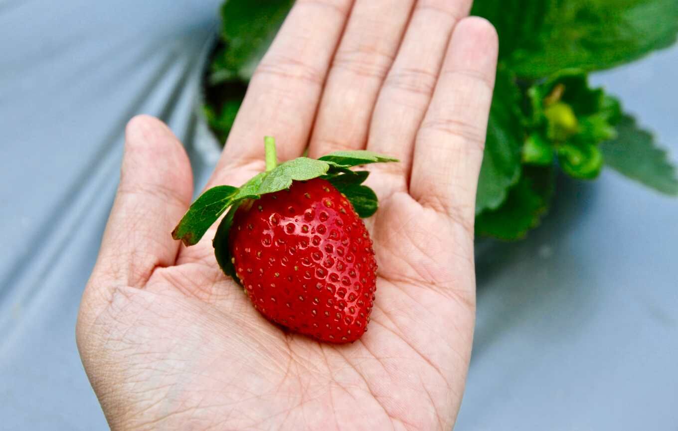 在家如何種植草莓必看秘訣香水草莓